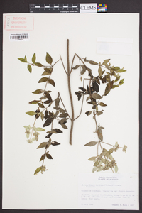 Pycnanthemum muticum image