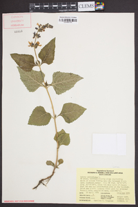 Salvia urticifolia image