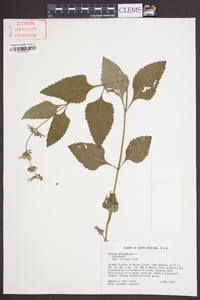 Salvia urticifolia image