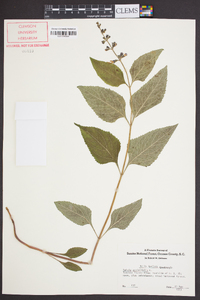 Salvia urticifolia image
