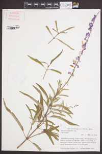 Salvia leucantha image