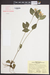 Scutellaria elliptica image