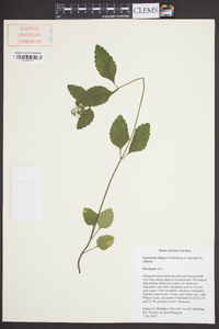 Scutellaria elliptica image