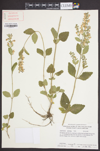 Scutellaria elliptica image