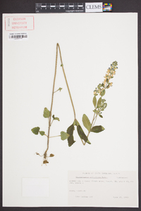 Scutellaria elliptica image