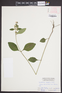 Scutellaria elliptica image