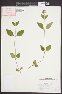 Scutellaria elliptica image