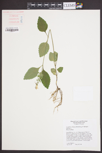 Scutellaria elliptica image