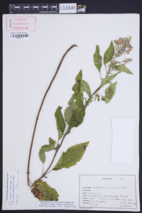 Scutellaria incana var. punctata image