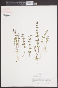 Scutellaria parvula image