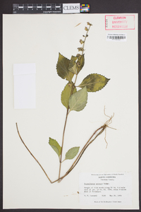 Scutellaria serrata image