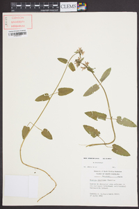 Stachys floridana image