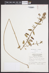 Stachys floridana image