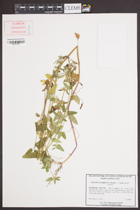 Stachys floridana image
