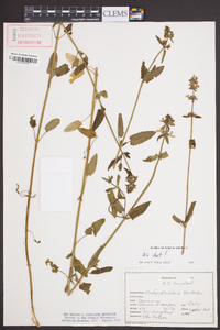 Stachys floridana image