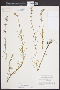 Stachys hyssopifolia image