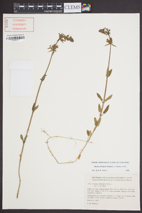 Stachys floridana image