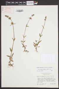 Stachys floridana image