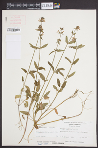 Stachys floridana image