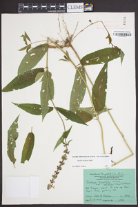 Stachys latidens image