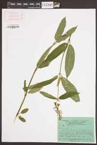 Stachys latidens image