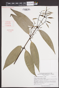 Cinnamomum yabunikkei image