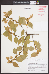 Lindera strychnifolia image