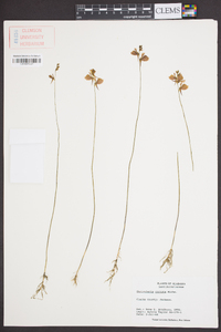 Utricularia cornuta image