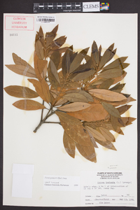 Persea palustris image