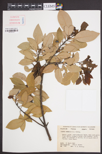 Persea borbonia image