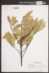 Persea humilis image