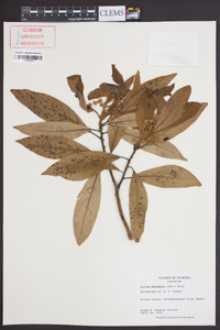 Persea palustris image