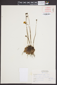 Pinguicula lutea image