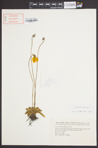 Pinguicula lutea image