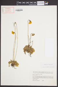 Pinguicula lutea image