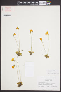 Pinguicula lutea image