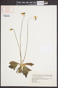 Pinguicula planifolia image