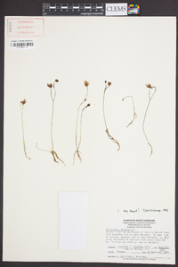 Utricularia gibba image