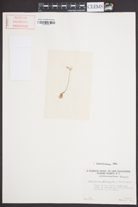 Utricularia gibba image