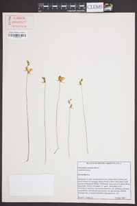 Utricularia cornuta image