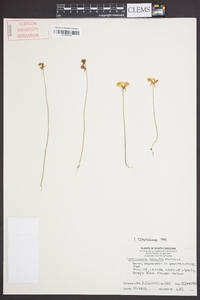 Utricularia cornuta image