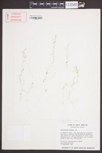 Utricularia gibba image