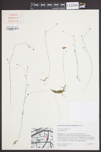 Utricularia gibba image