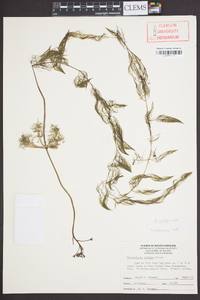 Utricularia inflata image