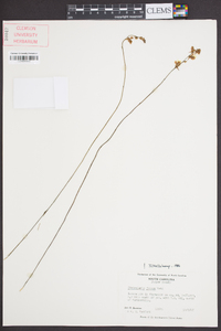 Utricularia juncea image