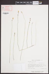 Utricularia juncea image