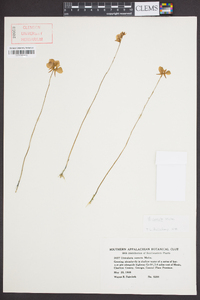 Utricularia cornuta image