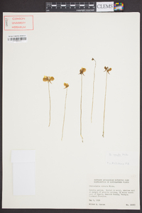 Utricularia cornuta image