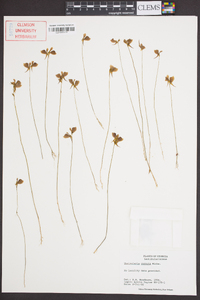 Utricularia cornuta image