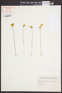 Utricularia cornuta image